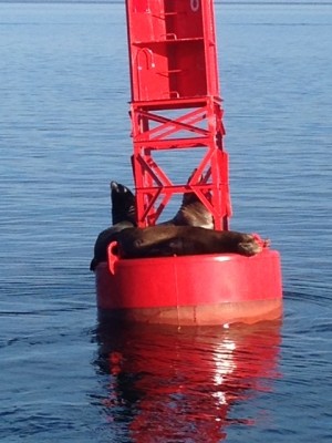 sea lions